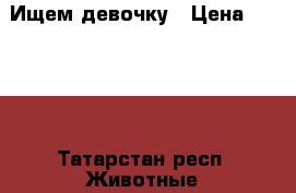 Ищем девочку › Цена ­ 1 000 - Татарстан респ. Животные и растения » Собаки   